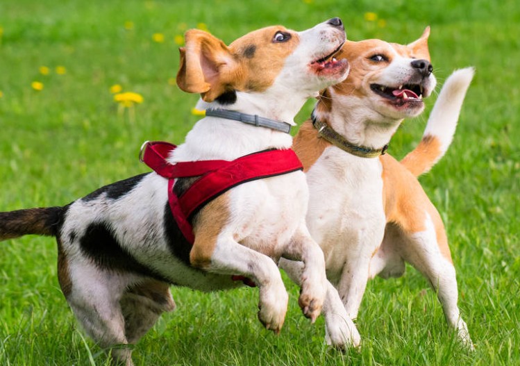 母犬来生理期这些护理知识宠主千万要知道！