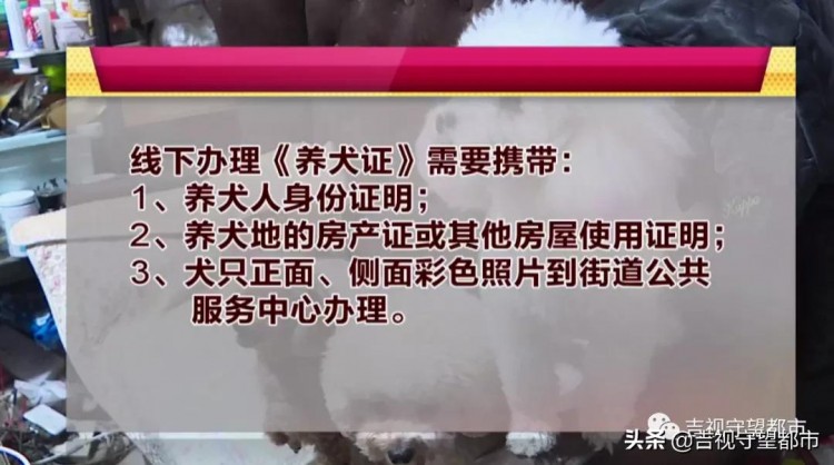 8月起《长春市养犬管理条例》实施附《养犬证》网上办理指南