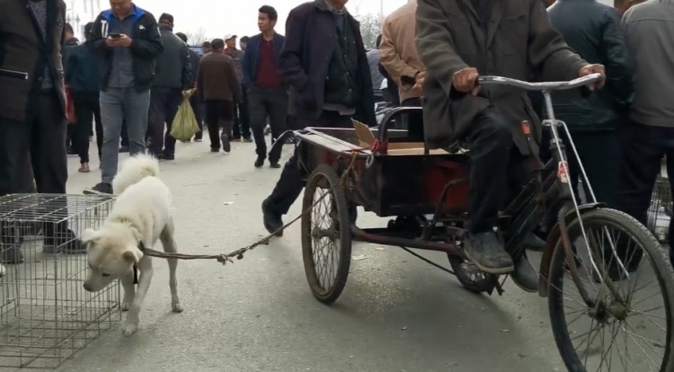 陕西：狗狗拉三轮车，陪着大爷捡垃圾，爱狗大爷始终不舍卖掉狗