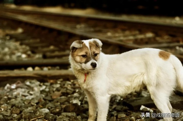 小宠寻家活动圆满结束~赶紧来撒花