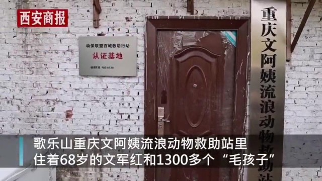 “别人笑我太疯癫”：68岁老人收养1300只狗，女儿卖房支持