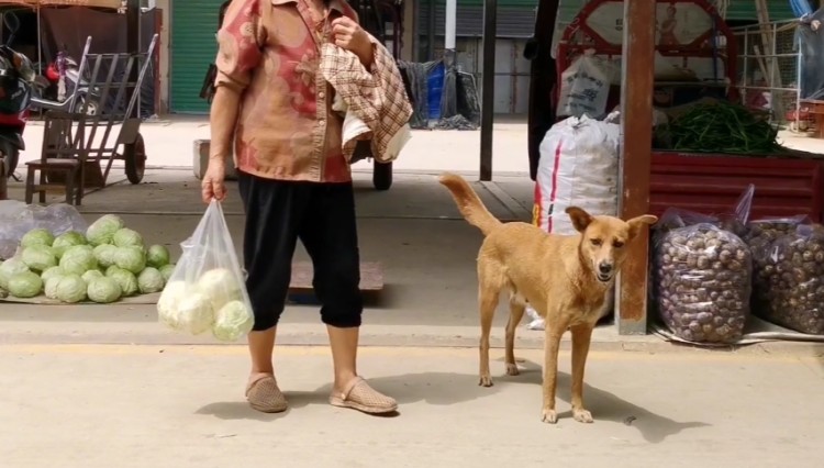 陕西：卖不掉的狗狗被扔大妈捡后天天陪她卖菜：不惹祸就养下去